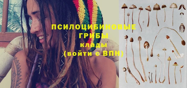 прущие грибы Абинск